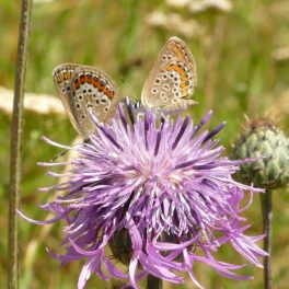Felhasználás szerint