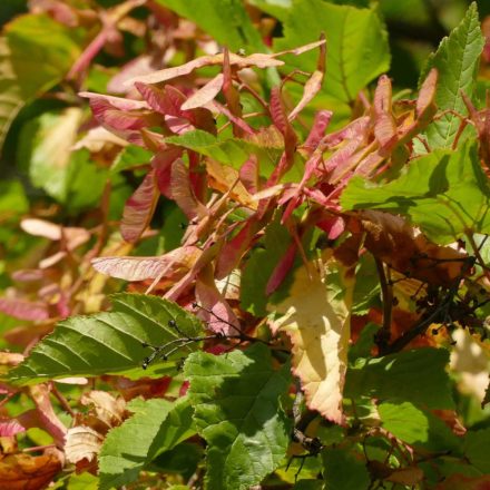 Tatár juhar (Acer tataricum) vetőmag