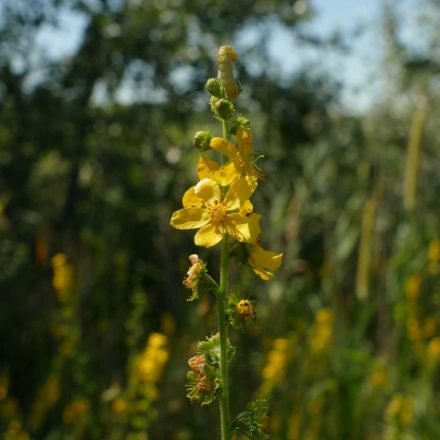 Közönséges párlófű (Agrimonia eupatoria) vetőmag