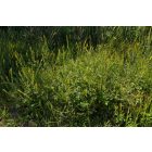 Közönséges párlófű (Agrimonia eupatoria) vetőmag