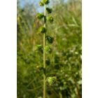 Közönséges párlófű (Agrimonia eupatoria) vetőmag