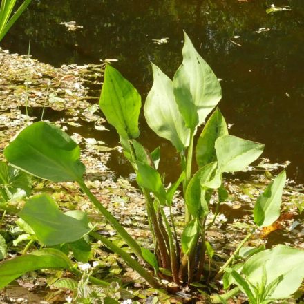 Vízi hídőr (Alisma plantago-aquatica) vetőmag