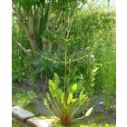 Vízi hídőr (Alisma plantago-aquatica) vetőmag