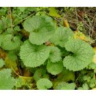 Közönséges kányazsombor (Alliaria petiolata) vetőmag