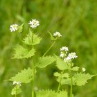 Közönséges kányazsombor (Alliaria petiolata) vetőmag