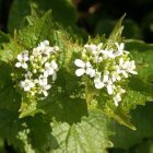 Közönséges kányazsombor (Alliaria petiolata) vetőmag