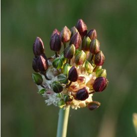 Kígyóhagyma (Allium scorodoprasum) fiókhagymák
