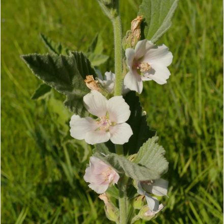 Orvosi ziliz (Althaea officinalis) vetőmag