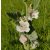 Orvosi ziliz (Althaea officinalis) vetőmag