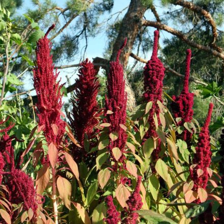 Amaránt (Amaranthus sp.) vetőmag