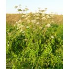 Erdei angyalgyökér (Angelica sylvestris) vetőmag