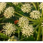 Erdei angyalgyökér (Angelica sylvestris) vetőmag