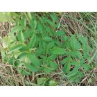 Erdei angyalgyökér (Angelica sylvestris) vetőmag