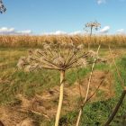 Erdei angyalgyökér (Angelica sylvestris) vetőmag