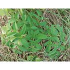 Erdei angyalgyökér (Angelica sylvestris) vetőmag
