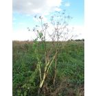 Erdei angyalgyökér (Angelica sylvestris) vetőmag