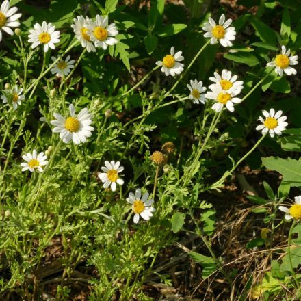 Homoki pipitér (Anthemis ruthenica) vetőmag