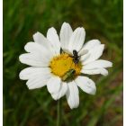 Homoki pipitér (Anthemis ruthenica) vetőmag