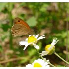 Homoki pipitér (Anthemis ruthenica) vetőmag