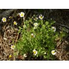 Homoki pipitér (Anthemis ruthenica) vetőmag
