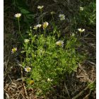 Homoki pipitér (Anthemis ruthenica) vetőmag
