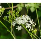 Erdei turbolya (Anthriscus sylvestris) vetőmag