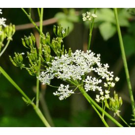 Erdei turbolya (Anthriscus sylvestris) vetőmag