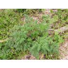 Erdei turbolya (Anthriscus sylvestris) vetőmag