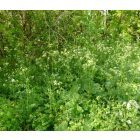 Erdei turbolya (Anthriscus sylvestris) vetőmag