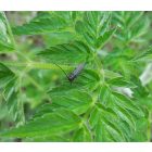 Erdei turbolya (Anthriscus sylvestris) vetőmag