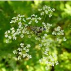 Erdei turbolya (Anthriscus sylvestris) vetőmag