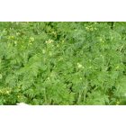Erdei turbolya (Anthriscus sylvestris) vetőmag