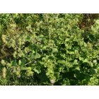 Közönséges bojtorján (Arctium lappa) vetőmag