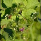 Közönséges bojtorján (Arctium lappa) vetőmag