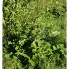 Közönséges bojtorján (Arctium lappa) vetőmag