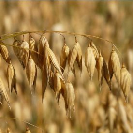 Zab (Avena sativa) vetőmag
