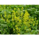 Közönséges borbálafű (Barbarea vulgaris) vetőmag