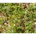 Közönséges borbálafű (Barbarea vulgaris) vetőmag