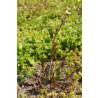Pásztortáska (Capsella bursa-pastoris) vetőmag