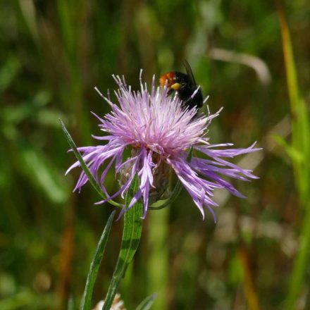 Magyar imola (Centaurea jacea subsp. angustifolia) vetőmag