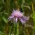Magyar imola (Centaurea jacea subsp. angustifolia) vetőmag