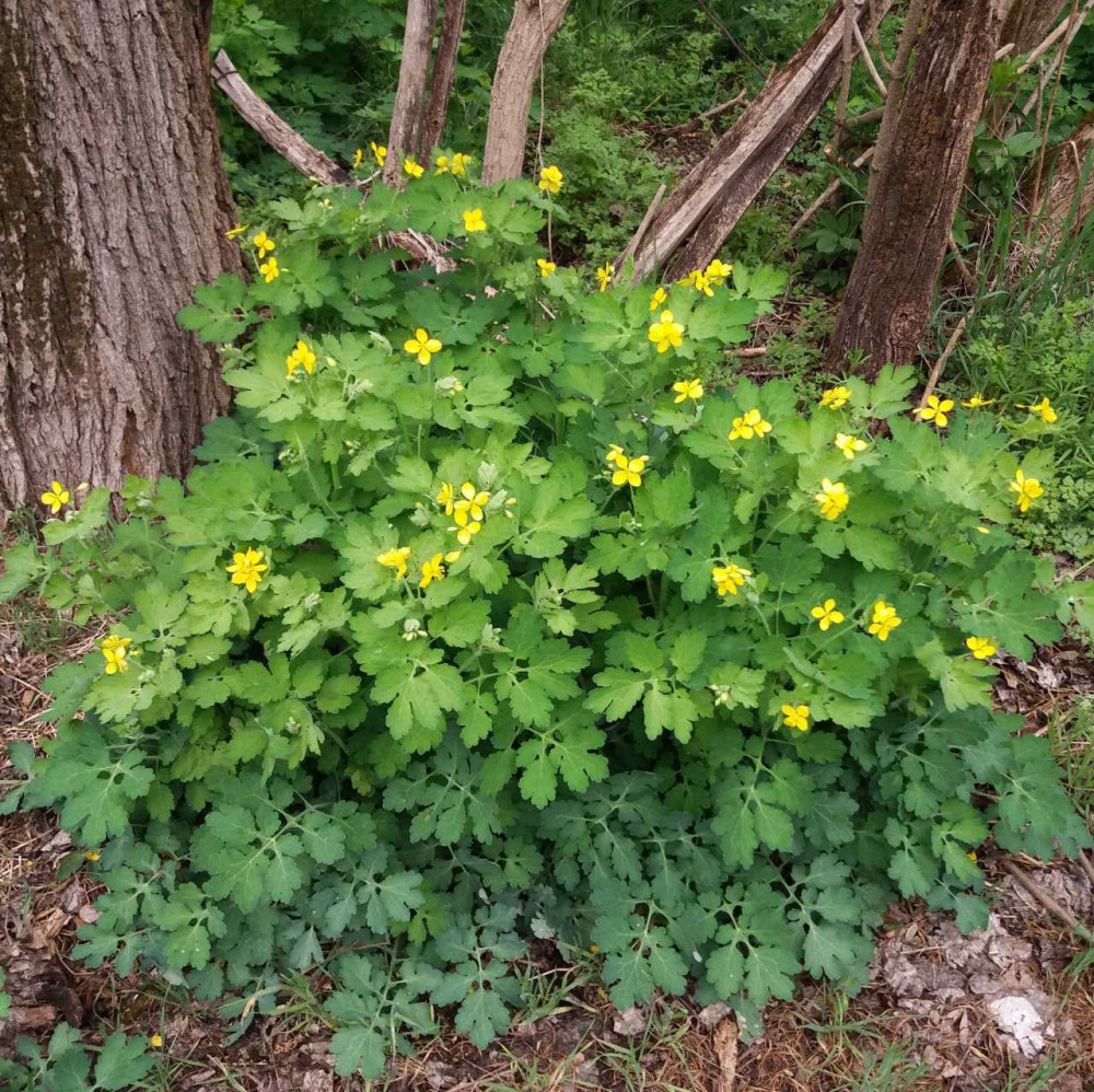 Vérehulló fecskefű (Chelidonium majus) vetőmag