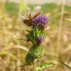 Közönséges aszat (Cirsium vulgare) vetőmag