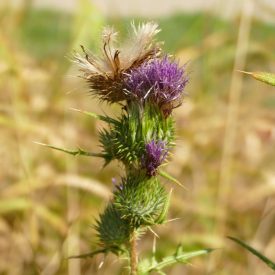 Közönséges aszat (Cirsium vulgare) vetőmag