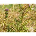 Közönséges aszat (Cirsium vulgare) vetőmag