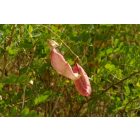 Pukkanó dudafürt (Colutea arborescens) vetőmag