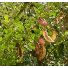 Pukkanó dudafürt (Colutea arborescens) vetőmag