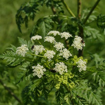 Foltos bürök (Conium maculatum) vetőmag