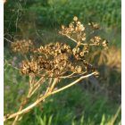 Foltos bürök (Conium maculatum) vetőmag