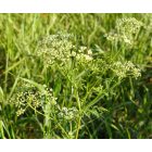 Foltos bürök (Conium maculatum) vetőmag
